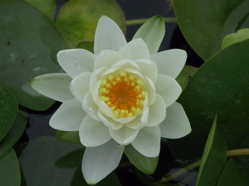 Nymphaea Hermine.jpg